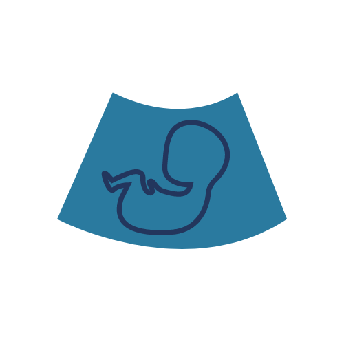 Embryology